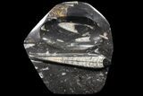 Decorative Tray with Orthoceras Fossils - Morocco #85335-1